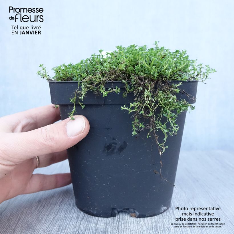 Thymus praecox Albiflorus - Timo precoce Vaso da 2L/3L esemplare consegnato in inverno