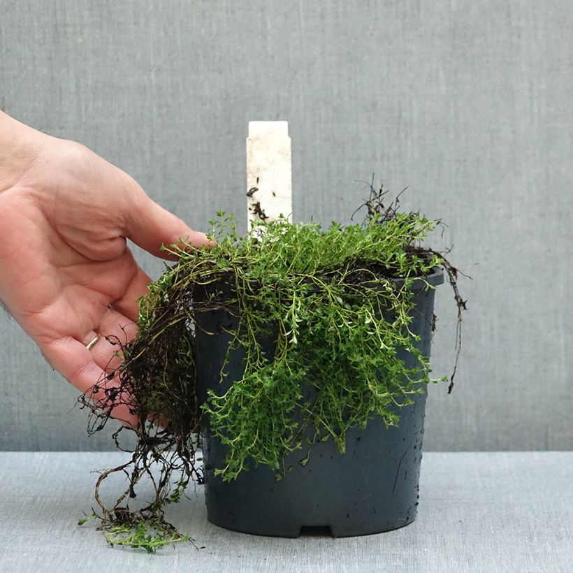 Esemplare di Thymus praecox Albiflorus - Timo precoce Vaso da 2L/3L come consegnato in autunno