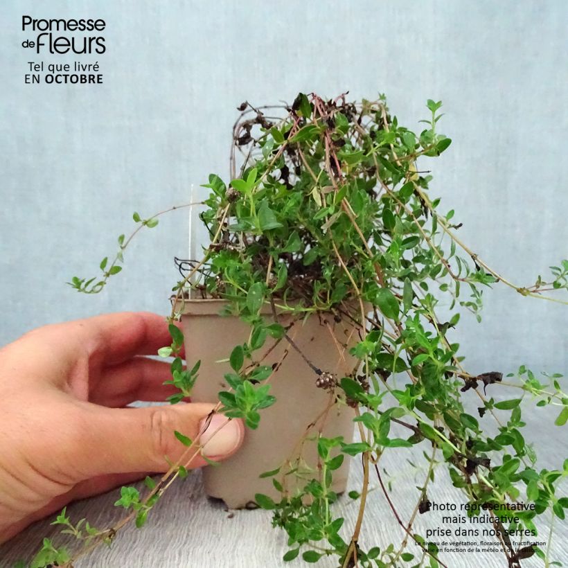 Esemplare di Thymus serpyllum Elfin - Serpillo Vasetto da 8/9 cm come consegnato in autunno