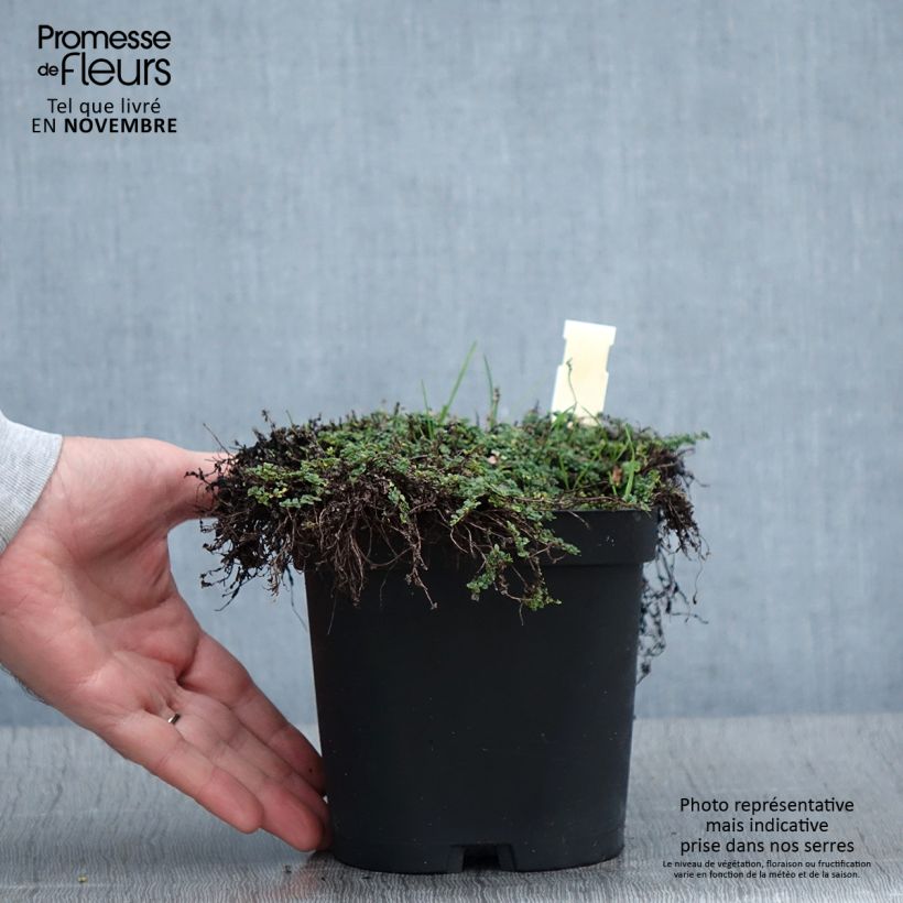 Esemplare di Thymus serpyllum Elfin - Serpillo Vaso da 2L/3L come consegnato in autunno