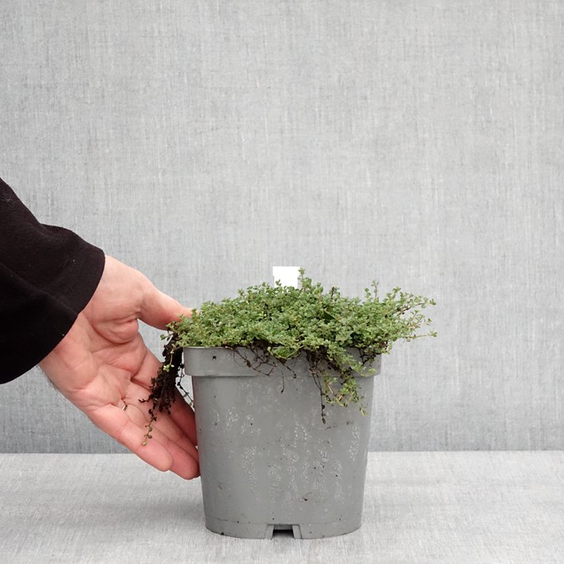 Thymus hirsutus - Timo Vaso da 2L/3L esemplare consegnato in inverno