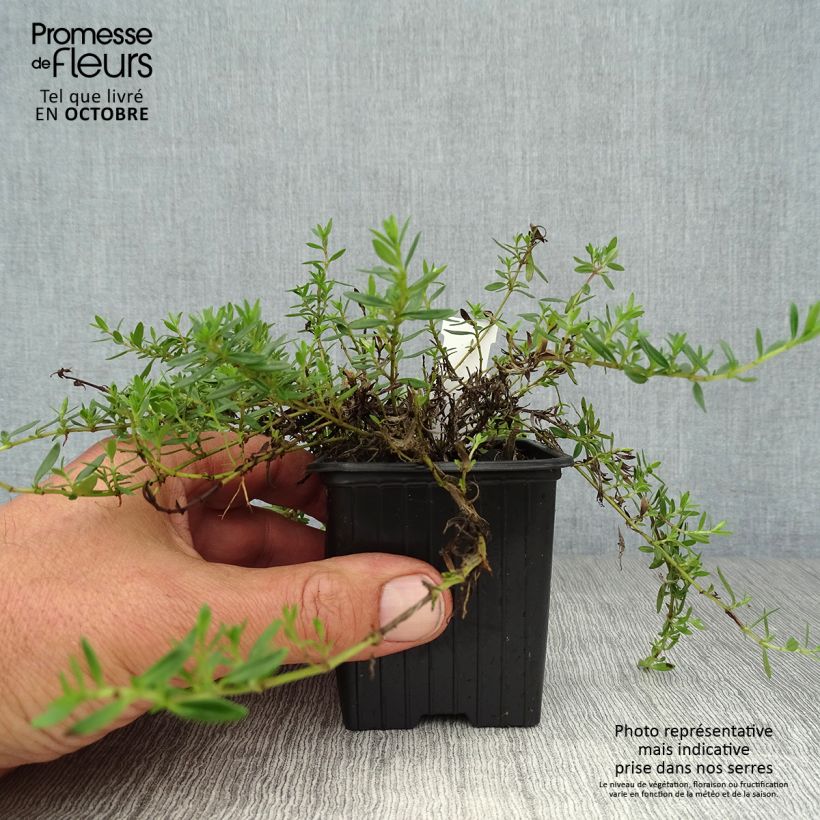 Esemplare di Thymus nitens - Timo Vasetto da 8/9 cm come consegnato in autunno