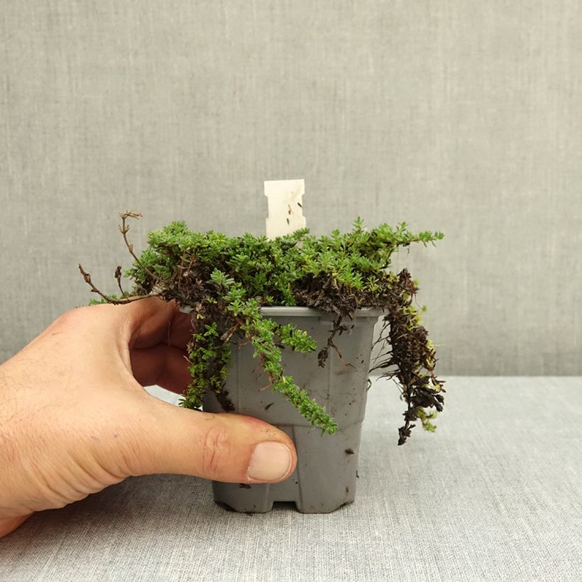 Esemplare di Thymus praecox Bressingham - Timo precoce Vasetto da 8/9 cm come consegnato in autunno