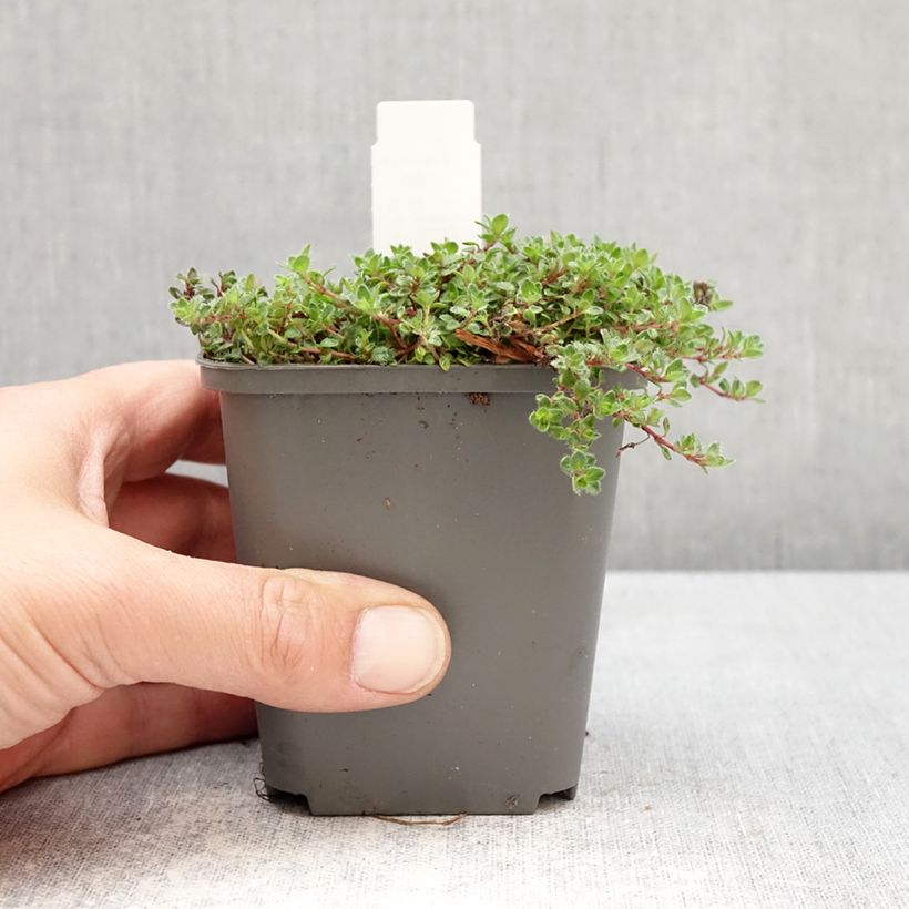 Thymus praecox Bressingham - Timo precoce Vasetto da 8/9 cm esemplare consegnato in primavera