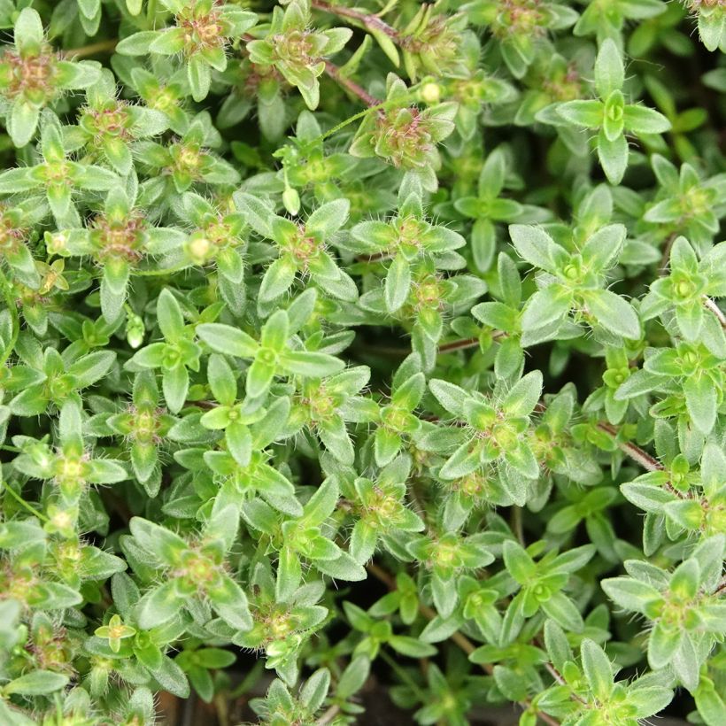 Thymus praecox Red Carpet - Timo precoce (Fogliame)