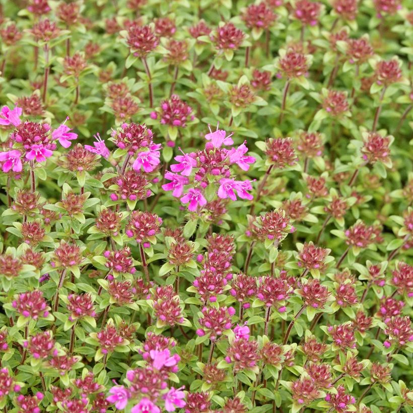 Thymus praecox Red Carpet - Timo precoce (Fioritura)