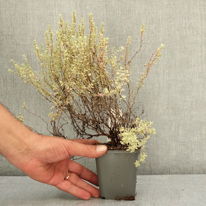 Esemplare di Thymus vulgaris Silver Posie - Timo Vasetto da 8/9 cm consegnato in estate