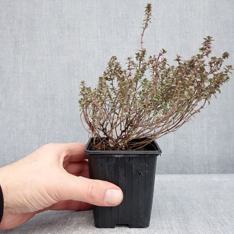 Thymus vulgaris Silver Posie - Timo sacchetto di 1000 semi circa esemplare consegnato in inverno