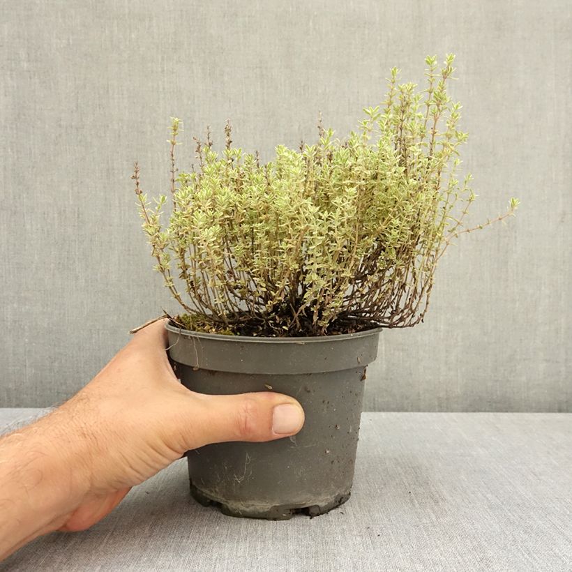 Esemplare di Thymus vulgaris Silver Posie - Timo Vaso da 1,5L/2L consegnato in estate