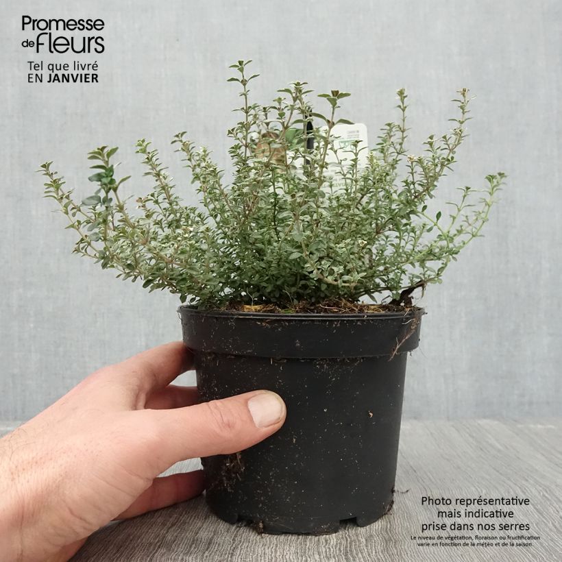 Thymus vulgaris Silver Posie - Timo Vaso da 1,5L/2L esemplare consegnato in inverno