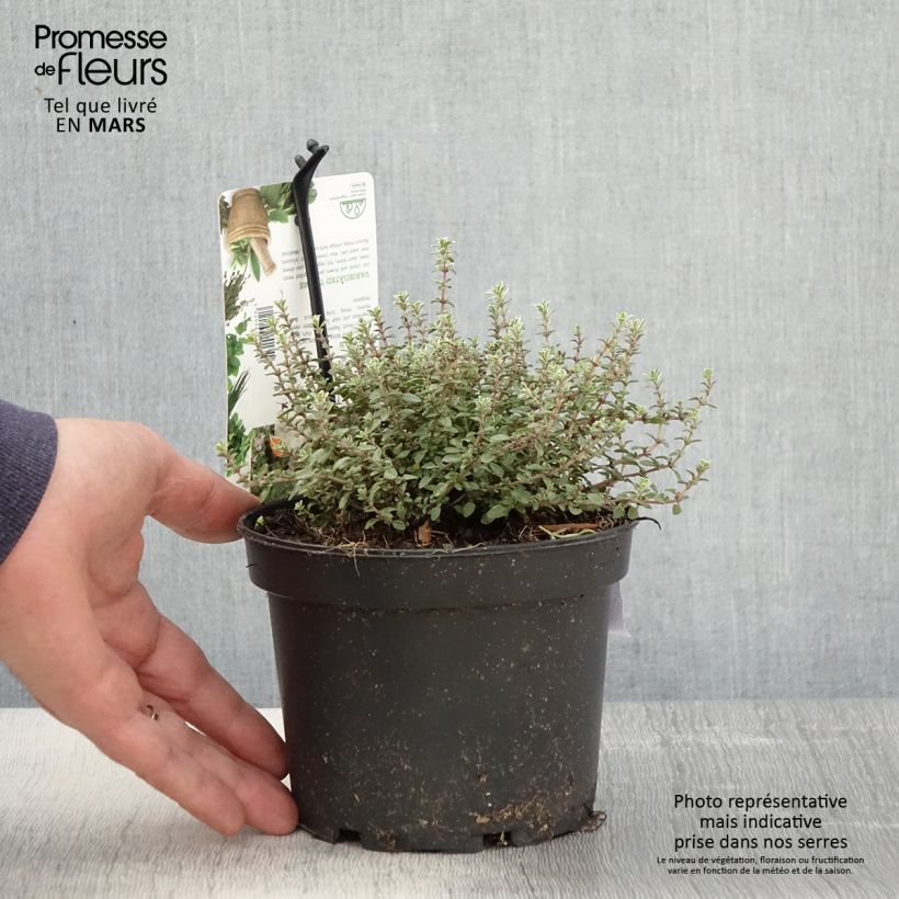 Thymus vulgaris Silver Posie - Timo Vaso da 1,5L/2L esemplare consegnato in primavera
