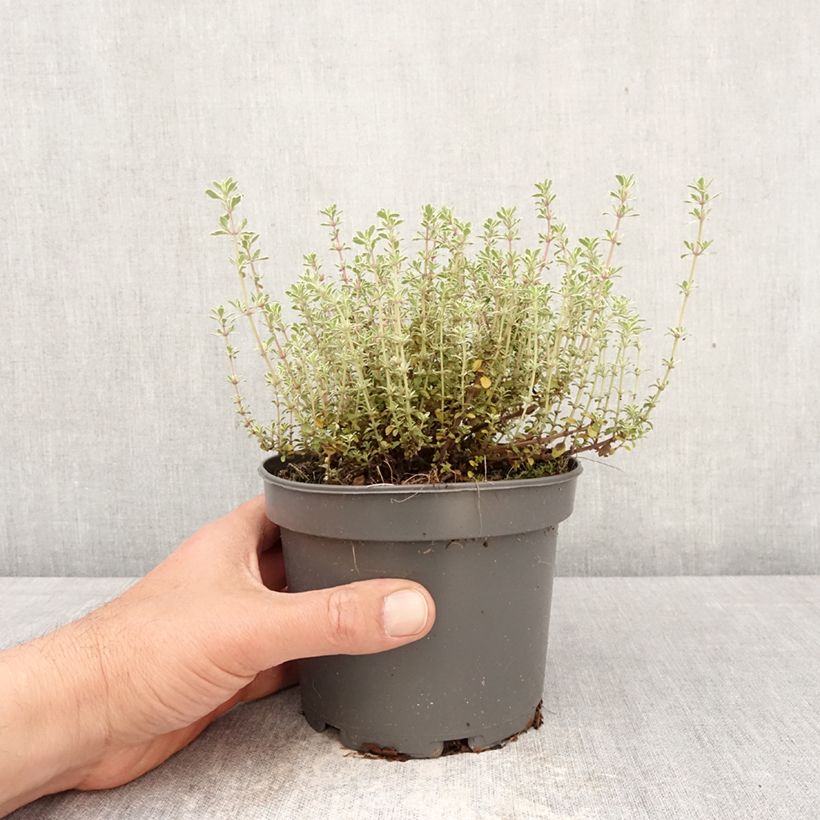 Thymus vulgaris Silver Posie - Timo Vaso da 1,5L/2L esemplare consegnato in primavera