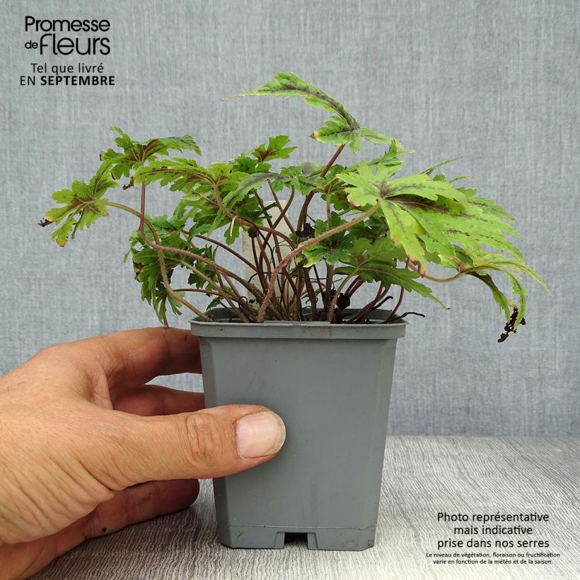 Esemplare di Tiarella Angel Wings Vasetto da 8/9 cm come consegnato in autunno