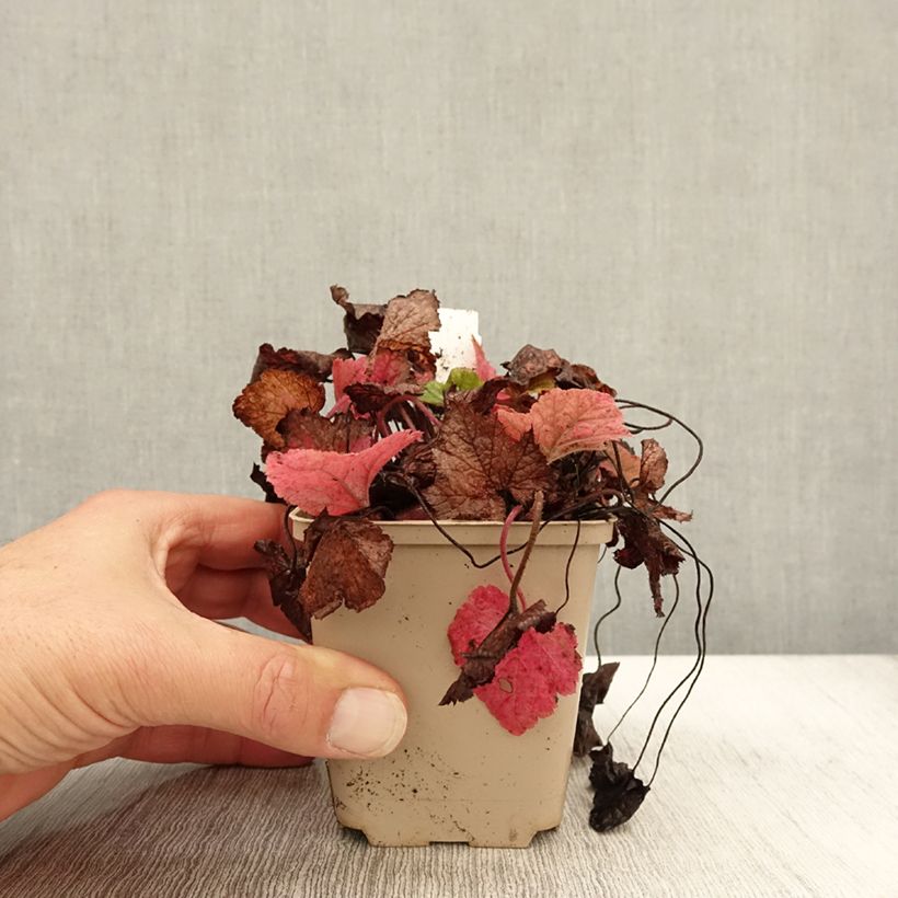 Esemplare di Tiarella cordifolia Brandywine Vasetto da 8/9 cm come consegnato in autunno