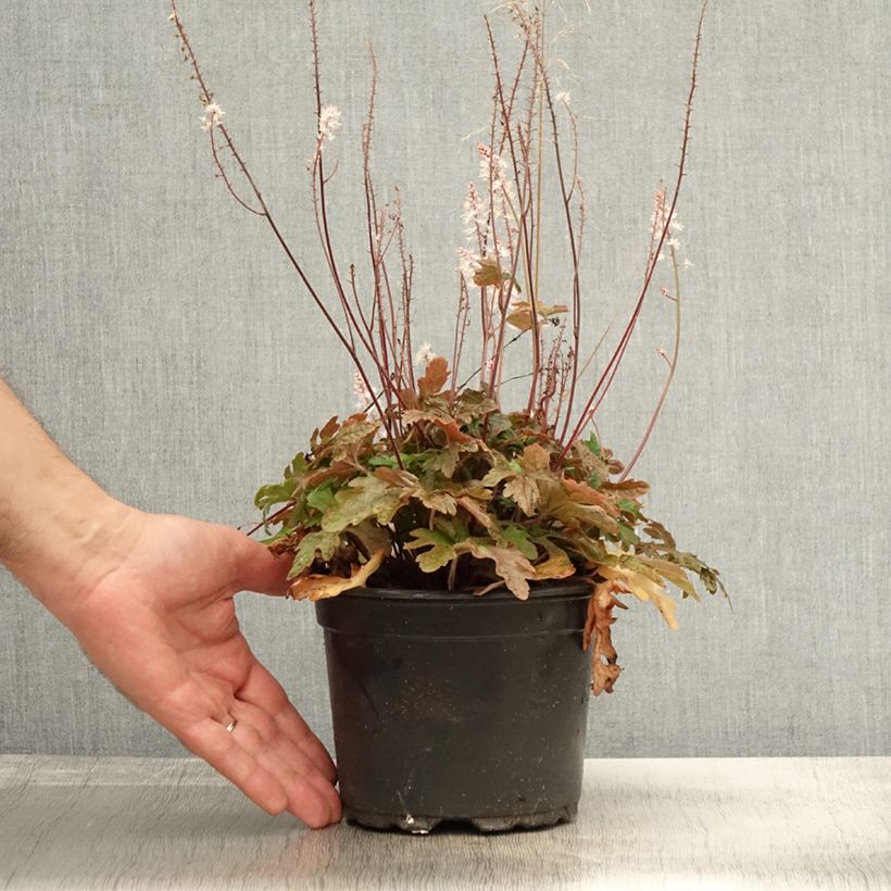 Esemplare di Tiarella Pink Skyrocket Vaso da 2L/3L come consegnato in autunno