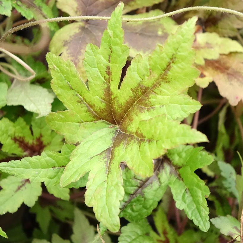 Tiarella Sugar and Spice (Fogliame)