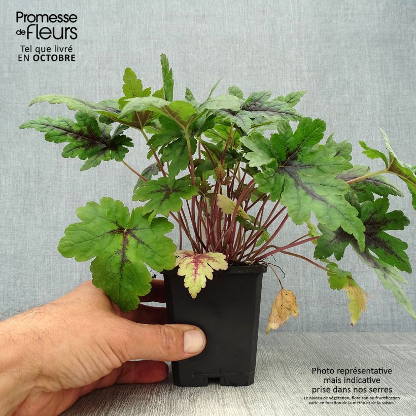 Esemplare di Tiarella Sugar and Spice Vasetto da 8/9 cm come consegnato in autunno