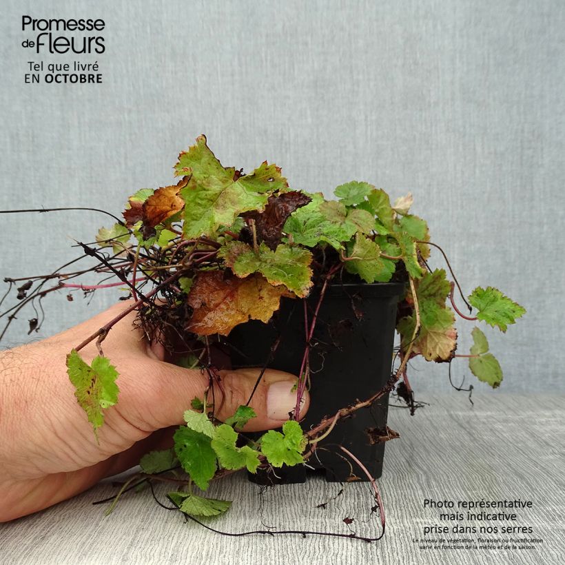 Esemplare di Tiarella cordifolia Vasetto da 8/9 cm come consegnato in autunno