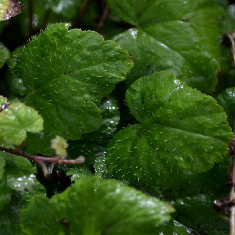 Tiarella cordifolia Moorgrun (Fogliame)
