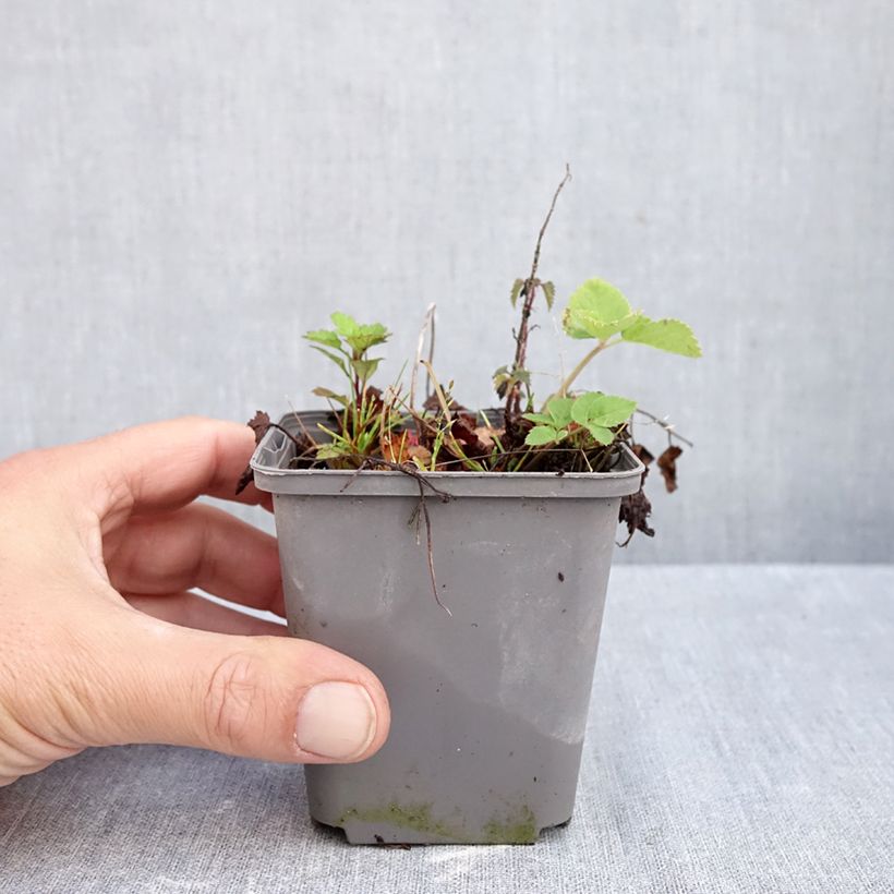 Esemplare di Tiarella Running Tiger Vasetto da 8/9 cm come consegnato in autunno
