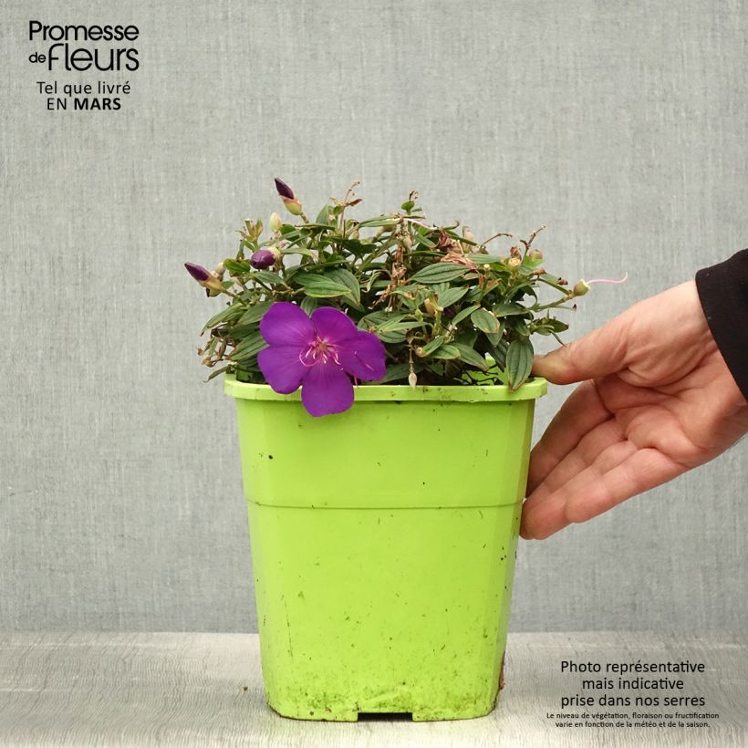 Tibouchina Groovy baby Vaso da 4L/5L esemplare consegnato in primavera