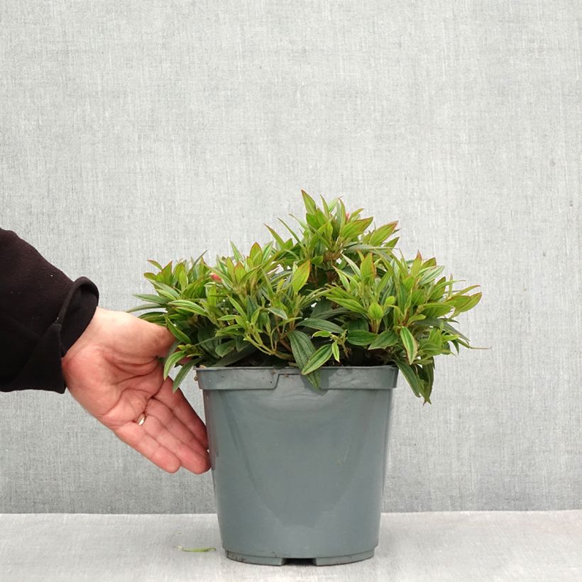 Esemplare di Tibouchina Groovy baby Vaso da 4L/5L come consegnato in autunno