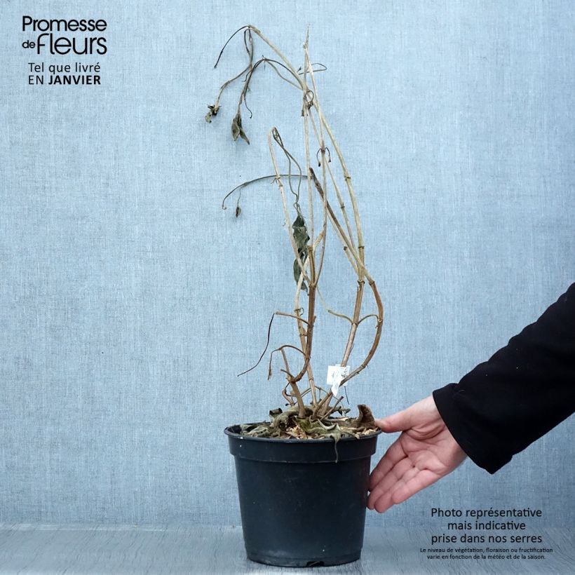 Tibouchina urvilleana Edwardsii Vaso da 3L/4L esemplare consegnato in inverno