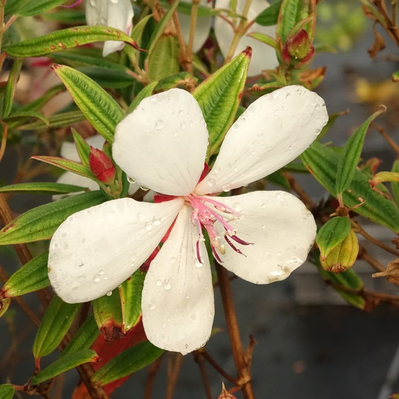 Tibouchina urvilleana Peace Baby (Fioritura)