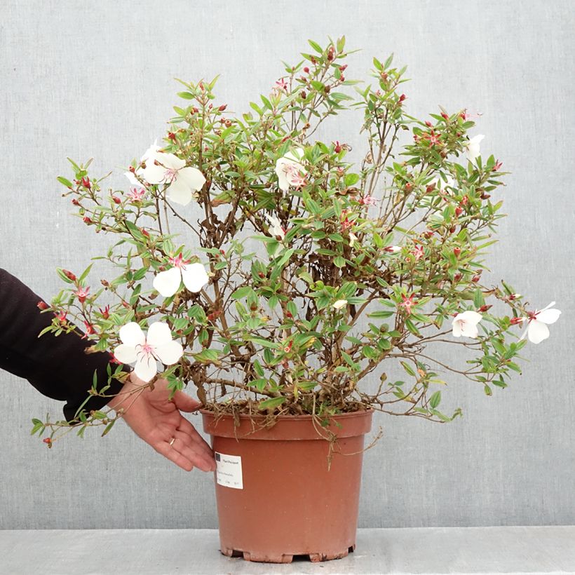 Esemplare di Tibouchina urvilleana Peace Baby Vaso da 7,5L/10L come consegnato in autunno