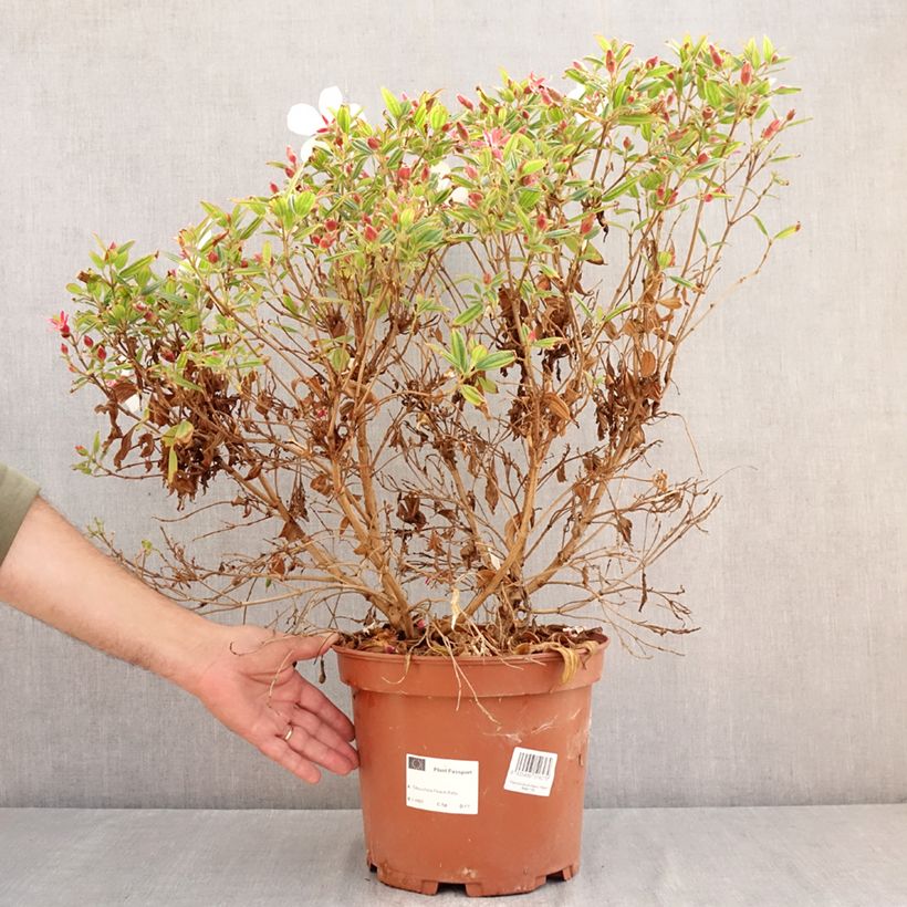 Esemplare di Tibouchina urvilleana Peace Baby Vaso da 7,5L/10L consegnato in estate