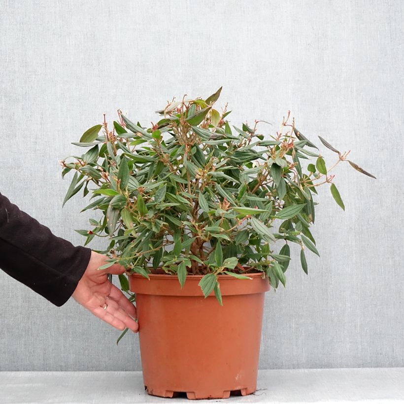 Tibouchina urvilleana Peace Baby Vaso da 7,5L/10L esemplare consegnato in primavera