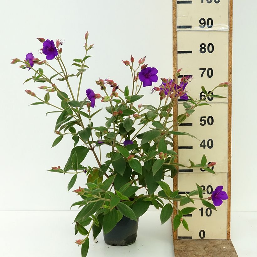 Esemplare di Tibouchina urvilleana Vaso da 4L/5L consegnato in estate