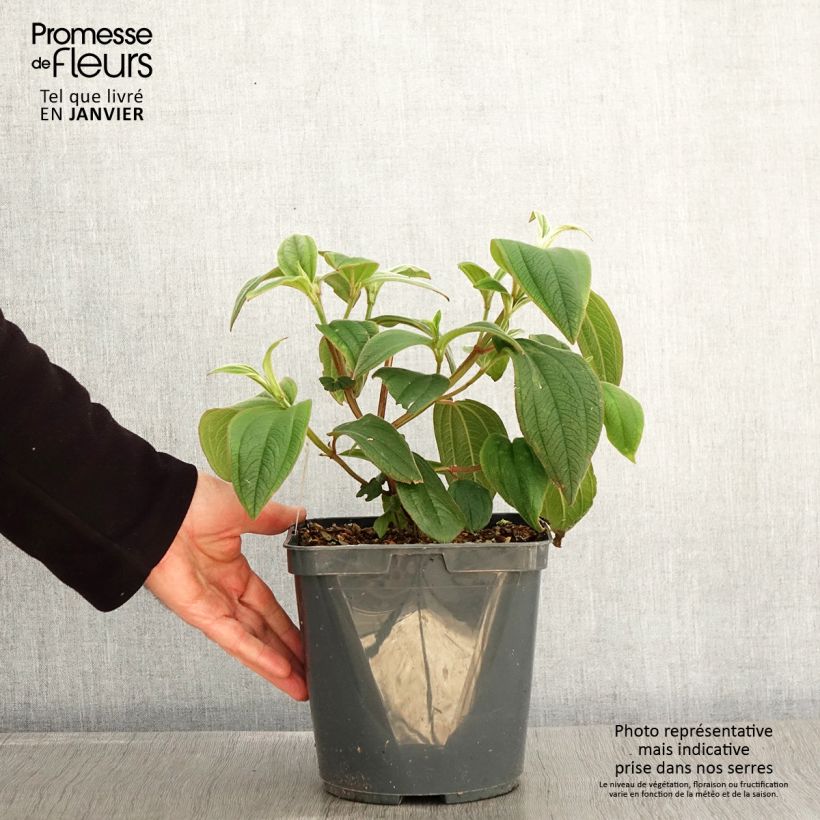 Tibouchina urvilleana Vaso da 4L/5L esemplare consegnato in inverno