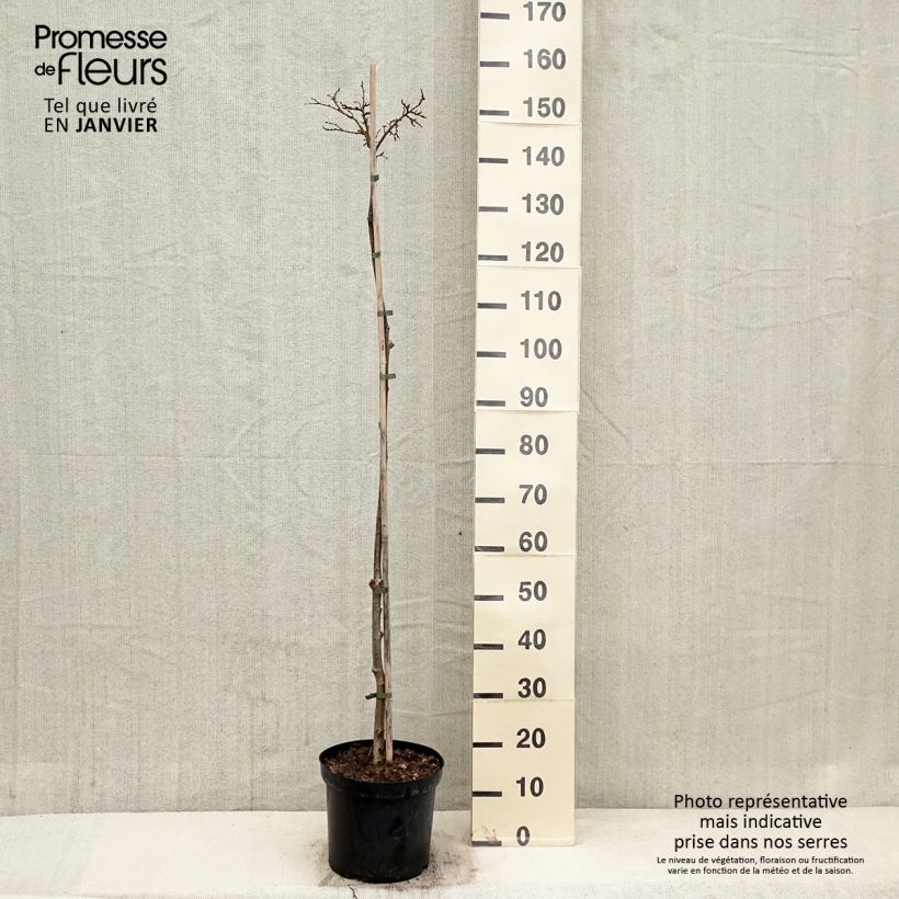 Tilia cordata Lico - Tiglio selvatico Vaso da 7,5L/10L esemplare consegnato in inverno
