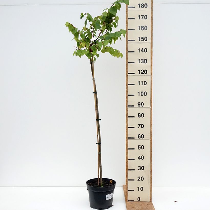 Esemplare di Tilia cordata Kronenberg - Tiglio selvatico Vaso da 7,5L/10L, Vaso impalcato come consegnato in autunno