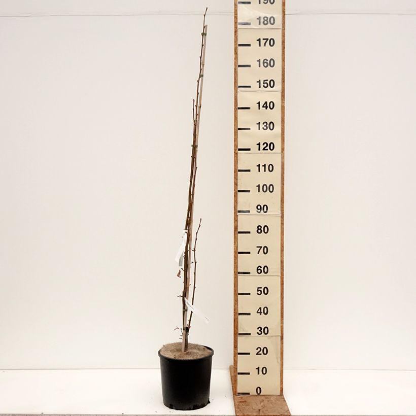 Tilia cordata Rancho - Tiglio selvatico Vaso da 12L/15L esemplare consegnato in inverno