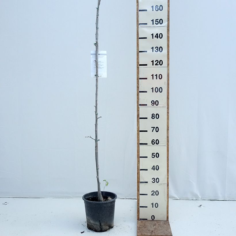 Tilia cordata - Tiglio selvatico Vaso da 7,5L/10L esemplare consegnato in inverno