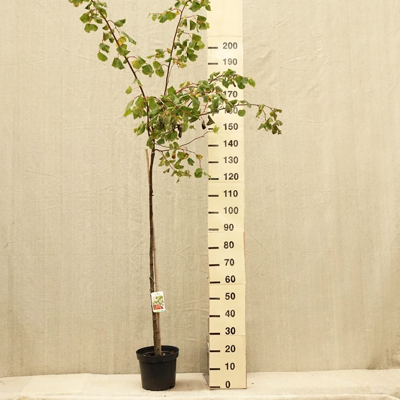 Esemplare di Tilia cordata Winter Orange - Tiglio selvatico Vaso da 7,5L/10L, Vaso impalcato consegnato in estate