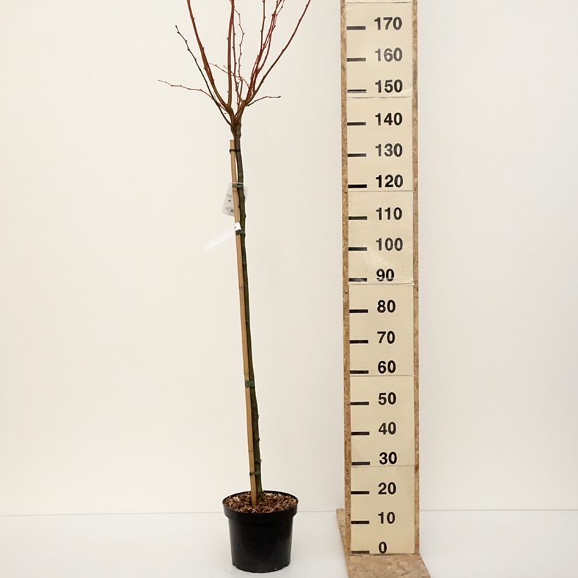 Tilia cordata Winter Orange - Tiglio selvatico Vaso da 7,5L/10L esemplare consegnato in inverno