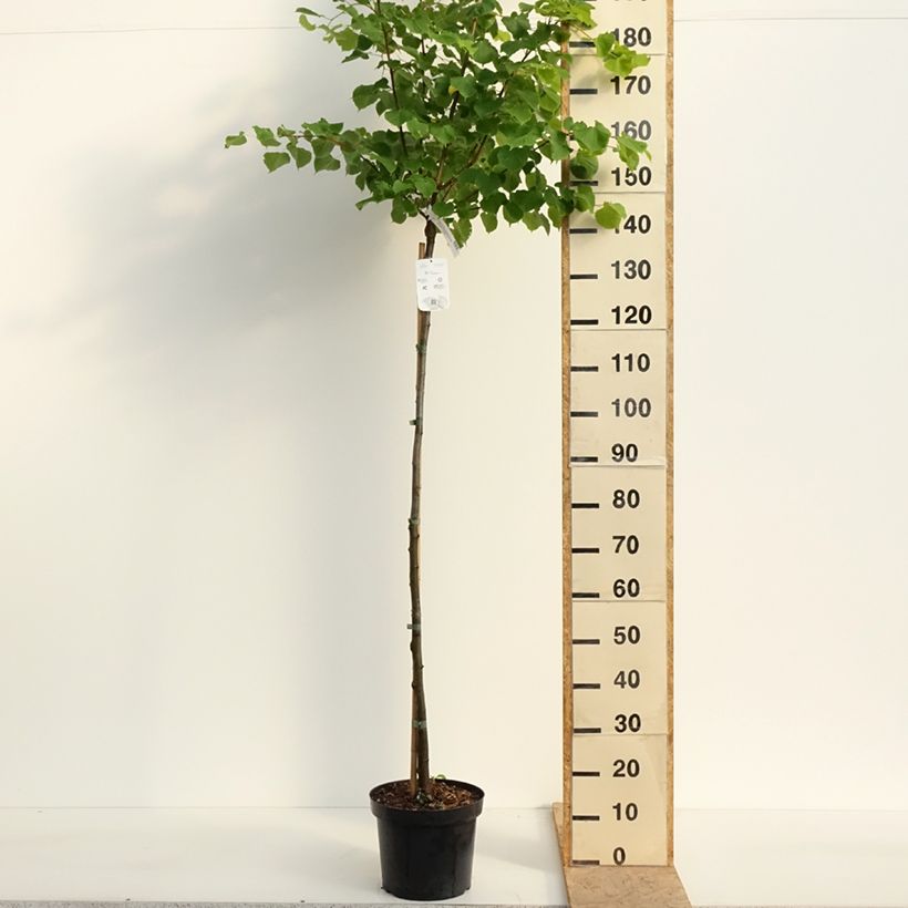 Tilia cordata Winter Orange - Tiglio selvatico Vaso da 7,5L/10L, Vaso impalcato esemplare consegnato in primavera