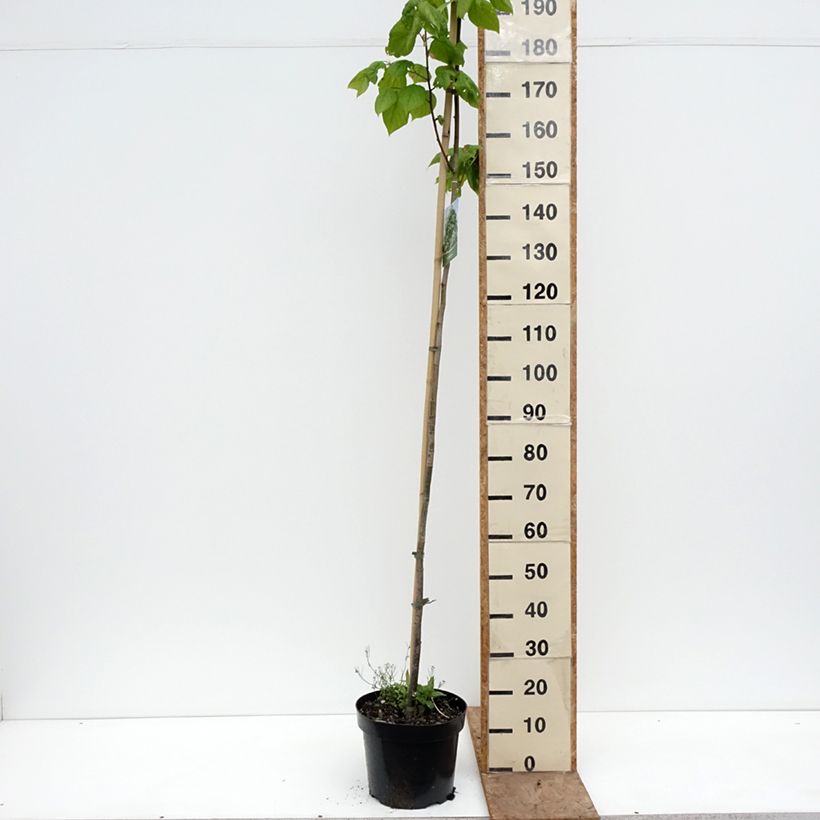 Tilia platyphyllos Laciniata - Tiglio nostrano Vaso da 7,5L/10L esemplare consegnato in primavera
