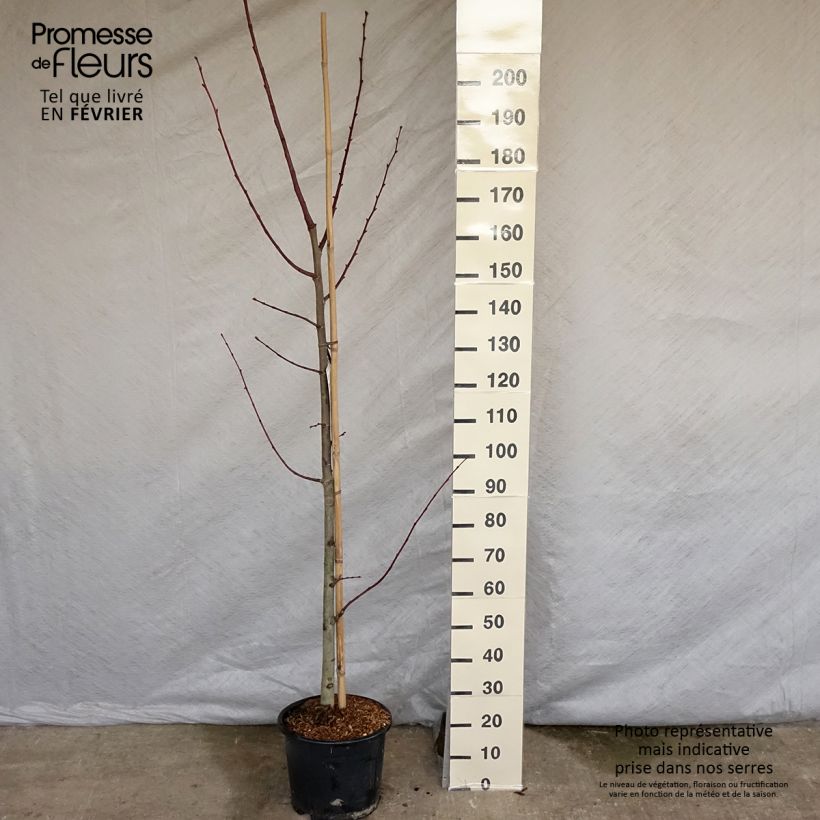Tilia platyphyllos Rubra - Tiglio nostrano Vaso da 12L/15L esemplare consegnato in inverno