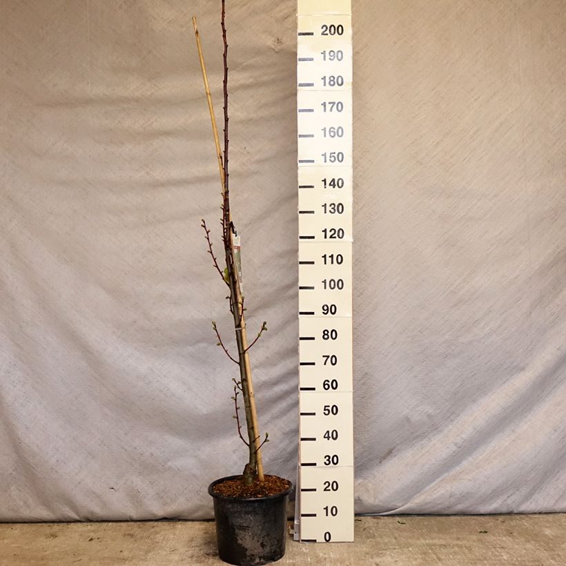 Tilia platyphyllos Rubra - Tiglio nostrano Vaso da 12L/15L, Astone alto esemplare consegnato in primavera