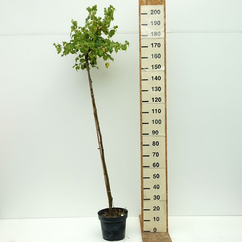 Esemplare di Tilia cordata Simone - Tiglio selvatico Vaso da 7,5L/10L, Vaso impalcato consegnato in estate