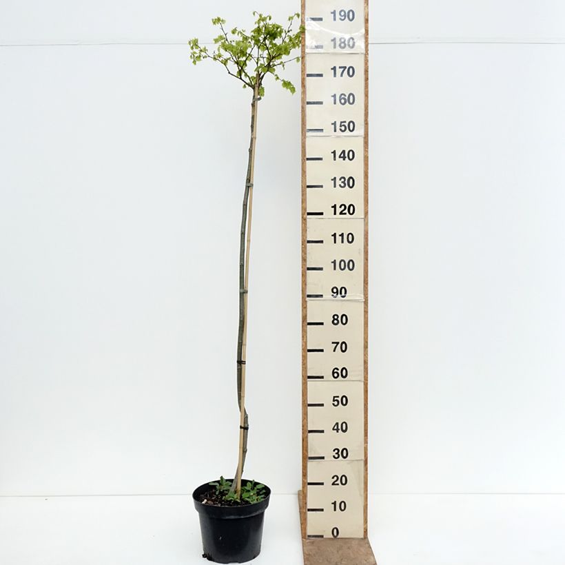 Tilia cordata Simone - Tiglio selvatico Vaso da 7,5L/10L, Vaso impalcato esemplare consegnato in primavera