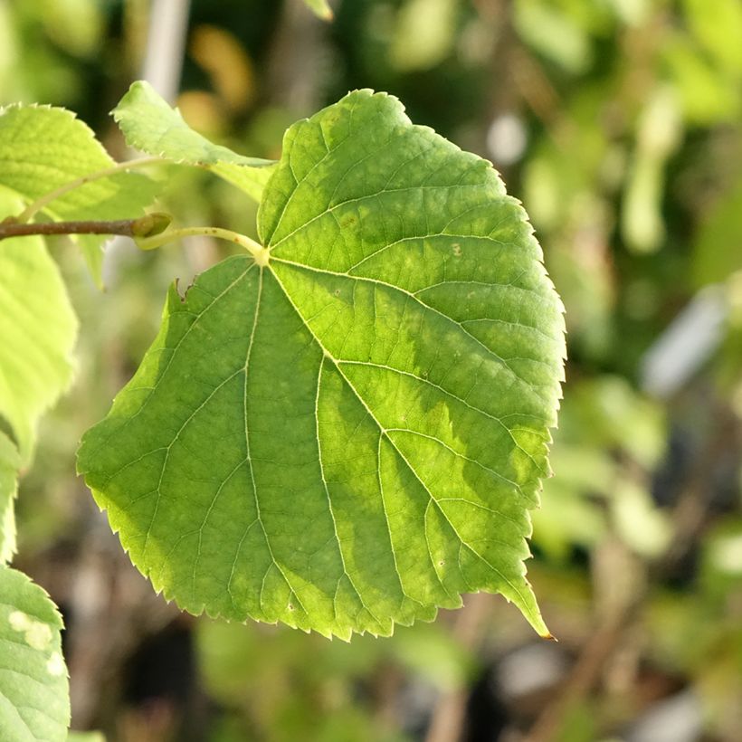 Tilia cordata Swedish Upright - Tiglio selvatico (Fogliame)