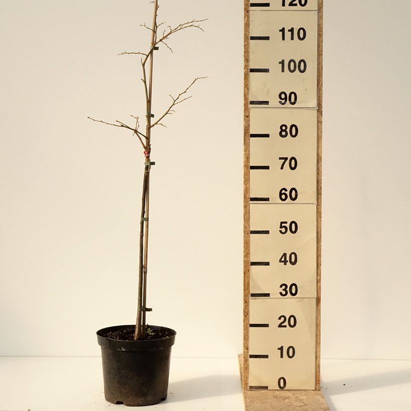 Tilia cordata Swedish Upright - Tiglio selvatico Vaso da 7,5L/10L esemplare consegnato in inverno