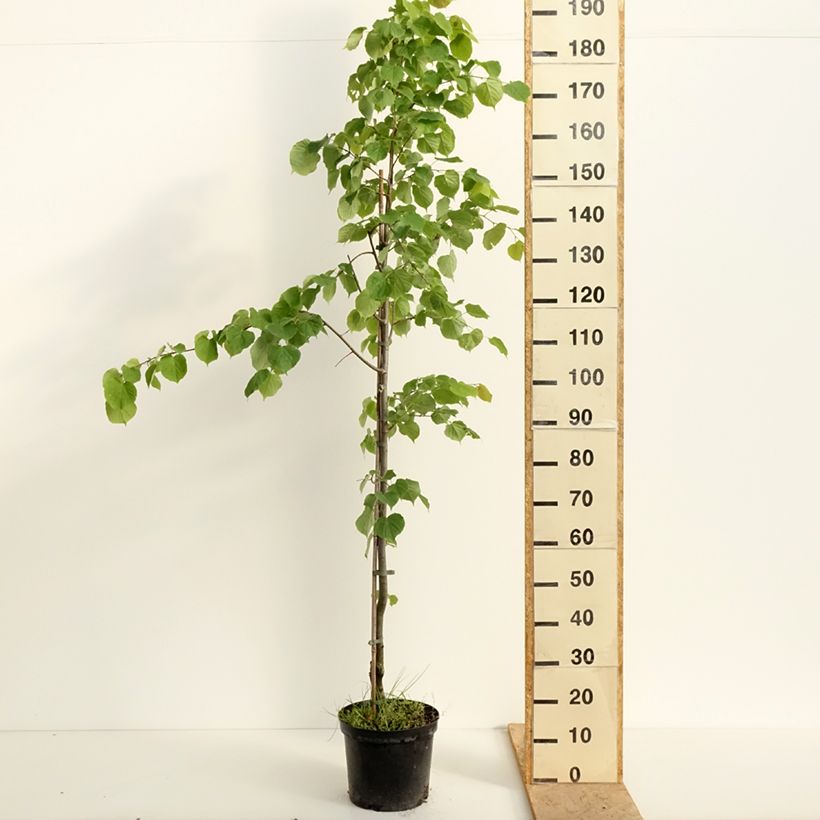 Tilia cordata Swedish Upright - Tiglio selvatico Vaso da 7,5L/10L esemplare consegnato in primavera