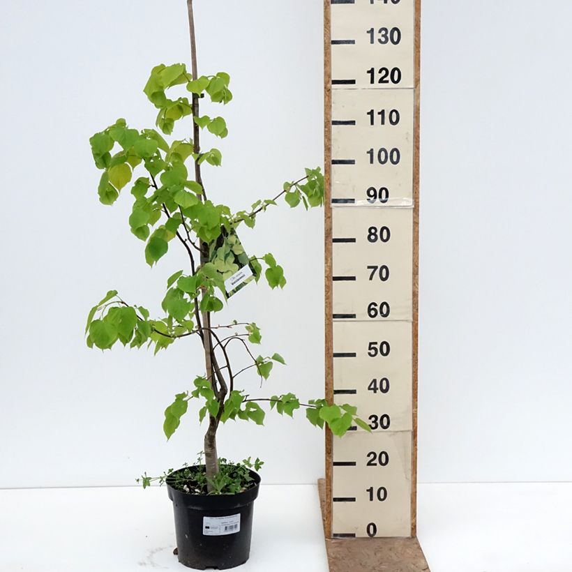 Tilia europaea Wratislaviensis - Tiglio comune Vaso da 7,5L/10L esemplare consegnato in primavera
