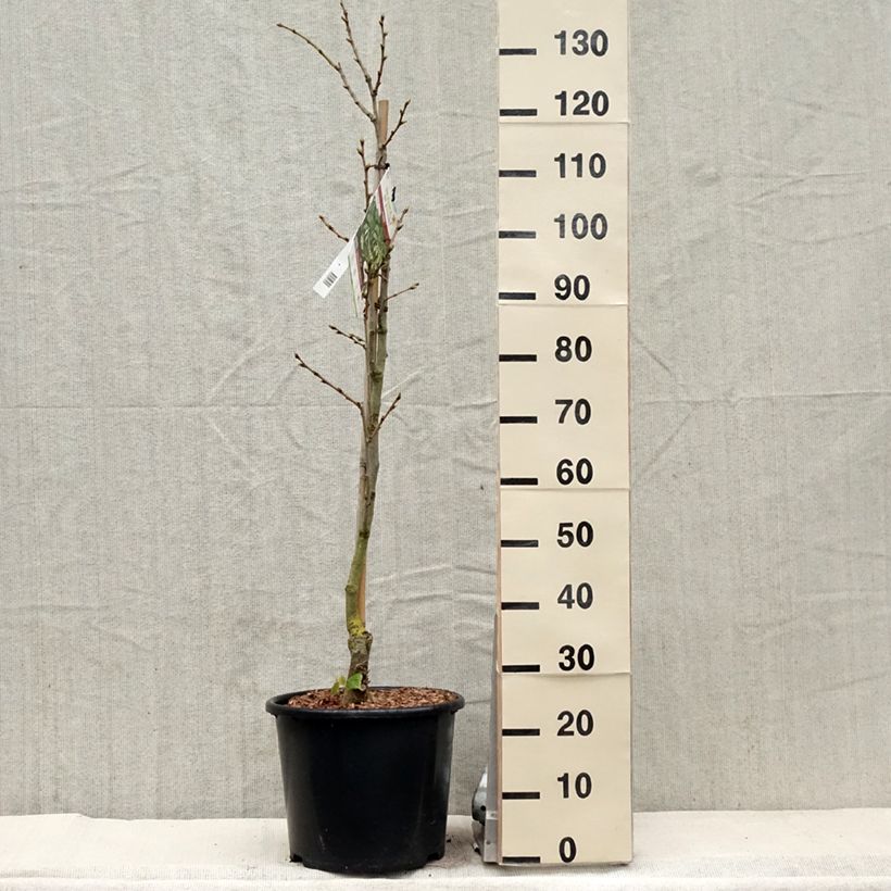 Tilia henryana - Tiglio Vaso da 7,5L/10L esemplare consegnato in primavera